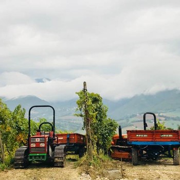 Two tractors amongst the vineyards with low clouds covering the mountains.